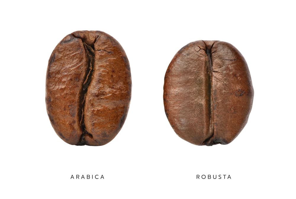 Arabica vs Robusta: wat proef je echt?