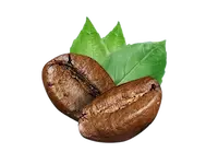 Verse koffiebonen met groene bladeren